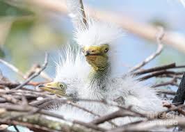 Check spelling or type a new query. Baby Egrets With Wild Hair Photograph By Carol Groenen