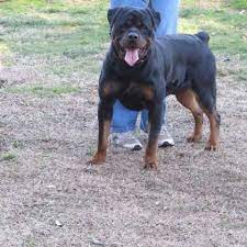 Get free rottweiler puppies now and use rottweiler puppies immediately to get % off or $ off or free shipping. Rottweiler Puppies Pets And Animals For Sale North Carolina