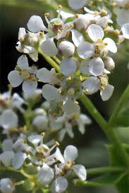 Image result for Cheirostylis lepida