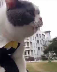 When Your Cat Speak Anime Cats Anime Animals