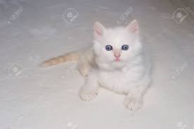 Sweetest flame point himalayan persian male. White Flame Point Himalayan Kitten With Blue Eyes Looking At Stock Photo Picture And Royalty Free Image Image 1355103