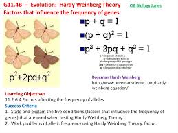 Some of the worksheets for this concept are amoeba sisters video recap alleles and genes, amoeba sisters video recap, amoeba sisters meiosis answer key pdf, genetics genetics and more genetics, biology 1 work i selected answers, bio b cell and cycle reproduction, introduction to. Evolution Hardy Weinberg Theory Factors That Influence The Frequency Of Genes Online Presentation