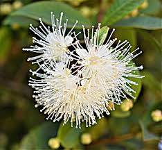 Image result for Eugenia