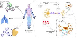 Its exact cause is unknown. Purinergic Signaling Of Atp In Covid 19 Associated Guillain Barre Syndrome Springerlink