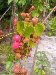 Image result for Agelaea pentagyna