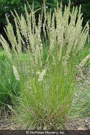 Image result for Mellera lobulata