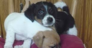 Papijack Hybrid Papillon Jack Russell Mix I Love Dogs Dogs Cute Animals