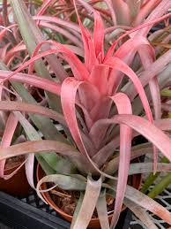 Image result for Buchnera capitata