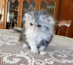 Berbulu lebat dan bersurai di leher. Jual Kucing Persia Flatnose Temukan Kucing Anda Disiniii