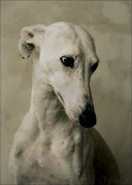 Lartichaut Galgo Or Spanish Greyhoud Beautiful Dogs Dog Breeds Dogs