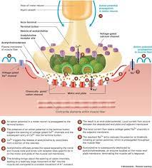 Associate Degree Nursing Physiology Review Physiology Human Anatomy And Physiology Nervous System Anatomy