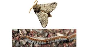 La processionnaire du pin peut coloniser et. Processionnaire Du Pin Traitement Contre La Chenille Processionnaire Du Pin Produit Bio Contre La Chenille Processionnaire Du Pin Bonheur Bio