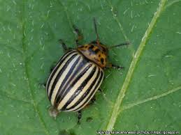 Image result for Leptactina delagoensis