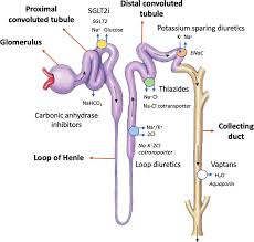 Image result for Loop Diuretic
