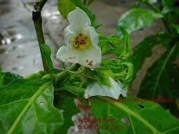 Image result for Solanum macrocarpon