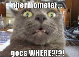 55 Funniest Cat Memes Ever Will Make You Laugh Right Meow Funny Cat Compilation Funny Cat Memes Funny Animals With Captions
