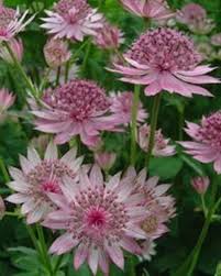 Image result for Astrantia major `Roma`