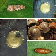 Image result for Lobesia botrana grapevine