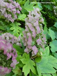 Check spelling or type a new query. Hydrangea Danger Zone National Garden Bureau