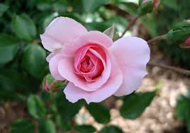 Image result for Rosaceae