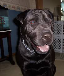 Black And White Cattle Dog Lab Mix Black Lab Shar Pei Mix My Dog Jake Labrador Retriever Unique Dog Breeds Rare Dog Breeds