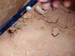 Camel spider (and yes, they actually spell it with a th). Camel Spider And Black Scorpion Fight In Iraq Video Dailymotion