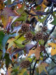 Loving these dahlias from my garden. Liquidambar Styraciflua Sweetgum Native Plants Of North America