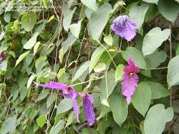 Image result for Dalechampia capensis