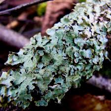 They are most common in the lower limbs and mouth. Country Diary Tiny Shield Lichen Tell A Big Story Plants The Guardian