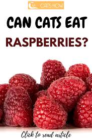 You can share and dogs generally love my dog saw me picking raspberries from bushes and eating them. Can Cats Eat Raspberries In 2020 Raspberry Eat Homemade Body Butter