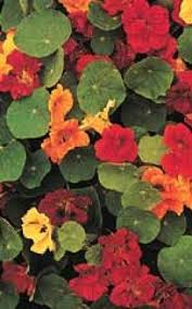 Partial shade wild flower seed mix perennial wild. Dwarf Jewel Mixed Nasturtium Seeds 5780 Osc Seeds