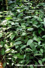 Image result for Marantochloa purpurea