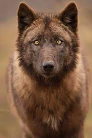 We did not find results for: Wolves And Color Variation Frontier Forums