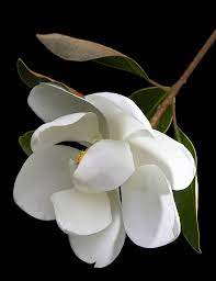 Magnolia By James Hilliard 500px Flowers Amazing Flowers Pretty Flowers