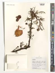 Image result for Acacia kirkii