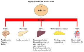 There are two types of. Glucagon Physiology Endotext Ncbi Bookshelf