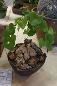 Image result for Dioscorea sylvatica