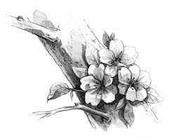 A 1″ flat brush (or similar size), purple & white paint. Cherry Blossom Drawing In Pencil On Behance