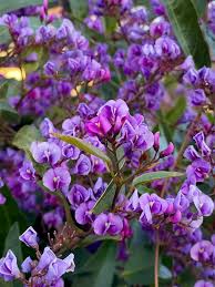 Image result for Hardenbergia