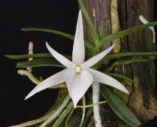 Image result for Angraecum minus