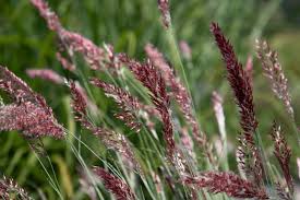 Image result for Melinis longiseta