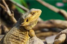 Maine Reptile Expo
