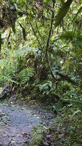 Hd wallpapers and background images Amazon Rain Forest Hd Wallpaper Iphone 5 5s Ipod Hd Wallpaper Wallpapers Net