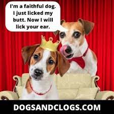 9 Reasons Why Dogs Lick Other Dogs Ears 3 Dangers Tips