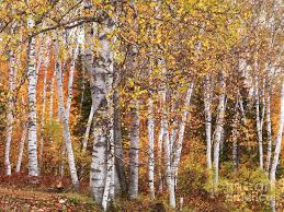 Birch Trees In Fall Birch Trees Fall Scenery By Maxim Images Prints Autumn Scenery Autumn Trees Landscape Trees