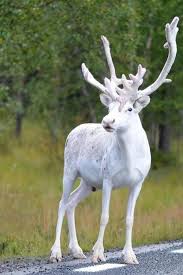 Swedish Photographer Just Snapped Fascinating Pictures Of His Country S Rarest Animal Video Swedish Photogra Rare Albino Animals Albino Animals Rare Animals