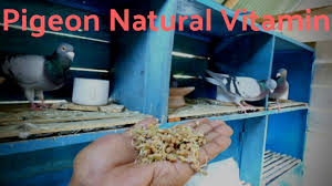 This product may also have a benefit if given ahead of basketing for a race. Pigeon Care Part 3 Natural Vitamin E Pigeon Success Breeding Youtube