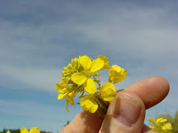 Image result for Sinapis arvensis