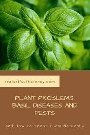 (i couldn't find any insects in the container, but i might have missed them.) Plant Problems Basil Diseases And Pests And How To Treat Them Naturally