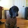 It's not an elizabethan collar. 1